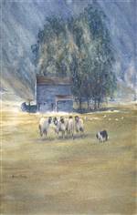 Rounding Up Sheep