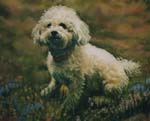 dog Portait
