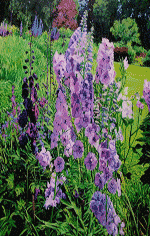 Delphiniums Painting